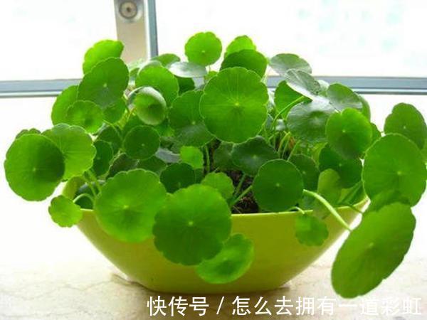 这2类花不能养,家里有尽快修剪或者搬走,对家人不好