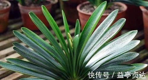 最厉害的养花营养液给君子兰喝一勺,叶片油绿,秋凉早开花