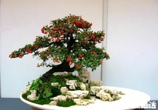 盆景|用石头盘子来养花,变成小盆景,价值能翻好几倍