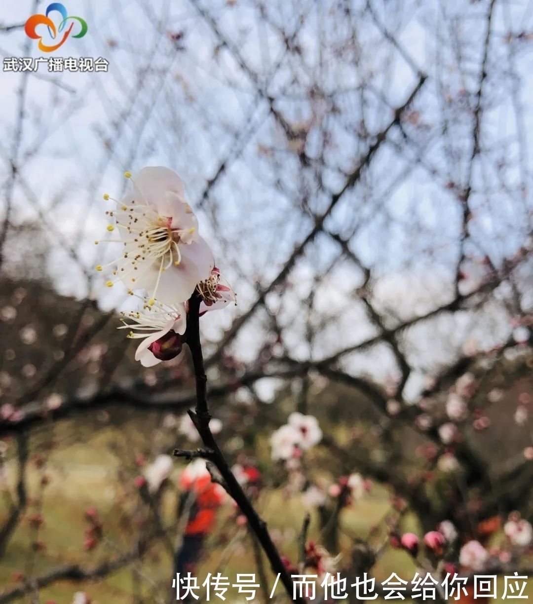 暗香浮动!东湖梅花节邀您来赏梅