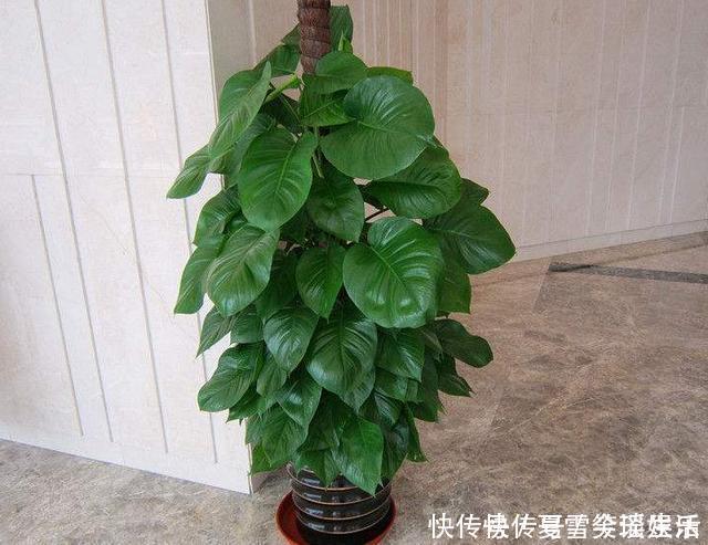 花卉|这3种花是“吸氧精”，可别养在卧室，争分夺秒的和你抢氧气