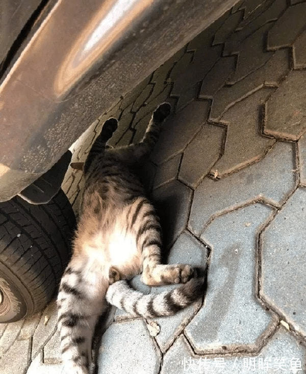 |搞笑GIF:这只小猫咪是来碰瓷的吗?原来是有惊无险,哈哈哈