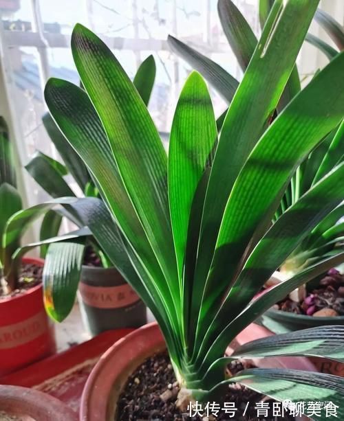 花根|高手都用啤酒养君子兰,具体有啥好处?可能很多人都不知道!