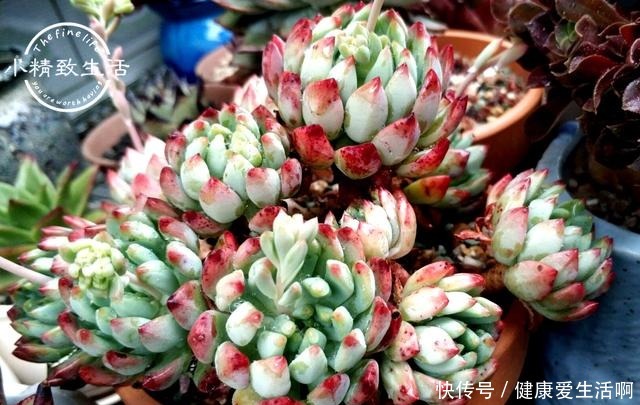 阳台党做到5点,即使在冬天,多肉依旧肥美,不输于春秋2季!