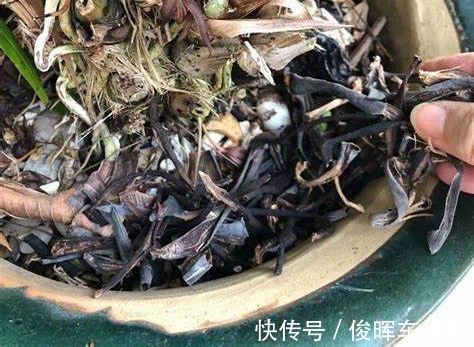 香蕉皮,天然钾肥,用对方法养花,有营养、能驱虫、清洁叶子