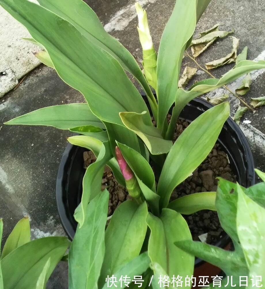 一块“大生姜”,开满粉荷花,家里养一盆,仙气飘飘,开花100天