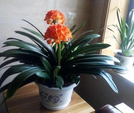 一般君子兰不开花，是因为没达到哪些“要求”？