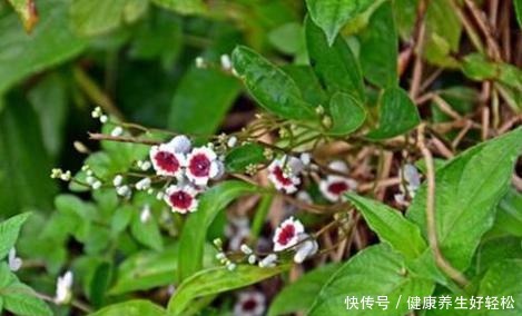 南方一种臭藤,叶子有鸡屎味,却成极品野菜,民间常用来煲汤!