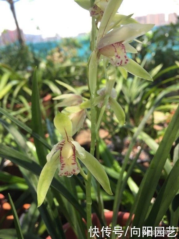 发黄|气温高水分蒸发快，家里的兰草多喷水，保持湿度，叶子不发黄