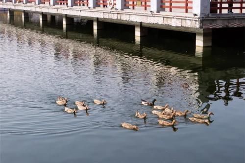 汉城湖萌宠大白鹅——穿梭在水面上的“精灵”