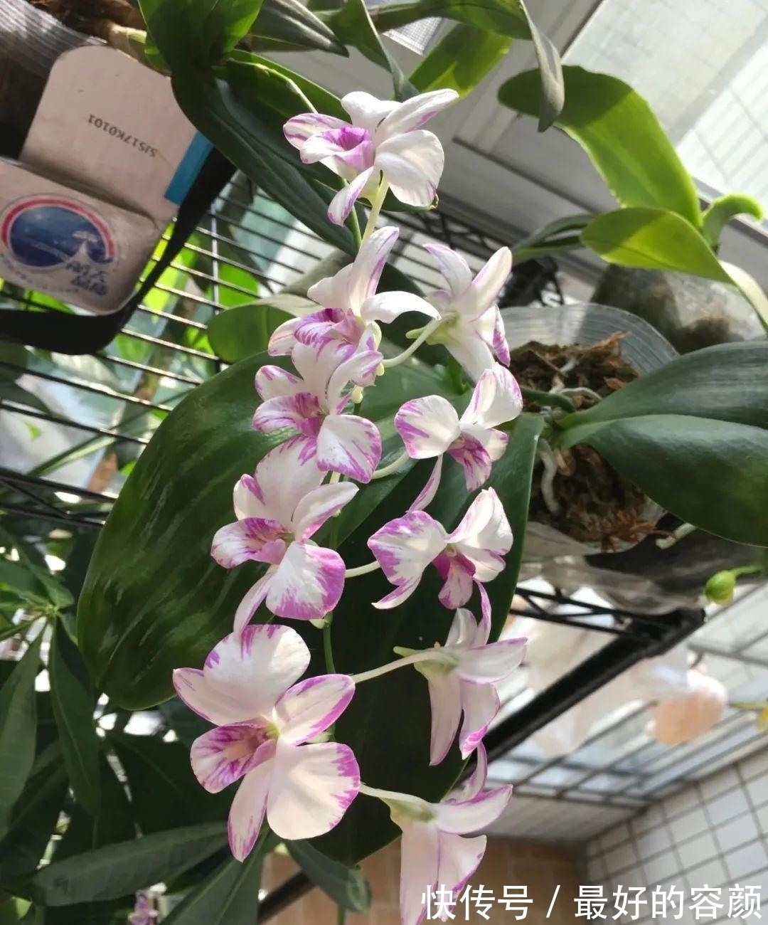 石斛花这么养,不黄叶不烂根,轻松养成“小瀑布”!