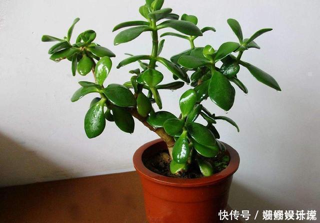 这3种花养成老桩价值高,养得越久越美,喜欢的别错过