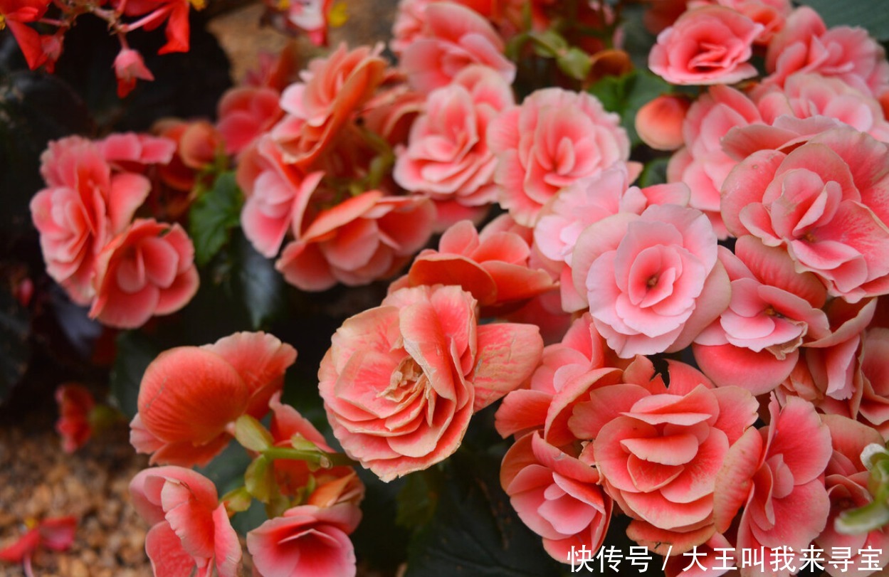 冬天|冬天花草别乱买,投资这几种,花期长还好养,养出满屋“春光”