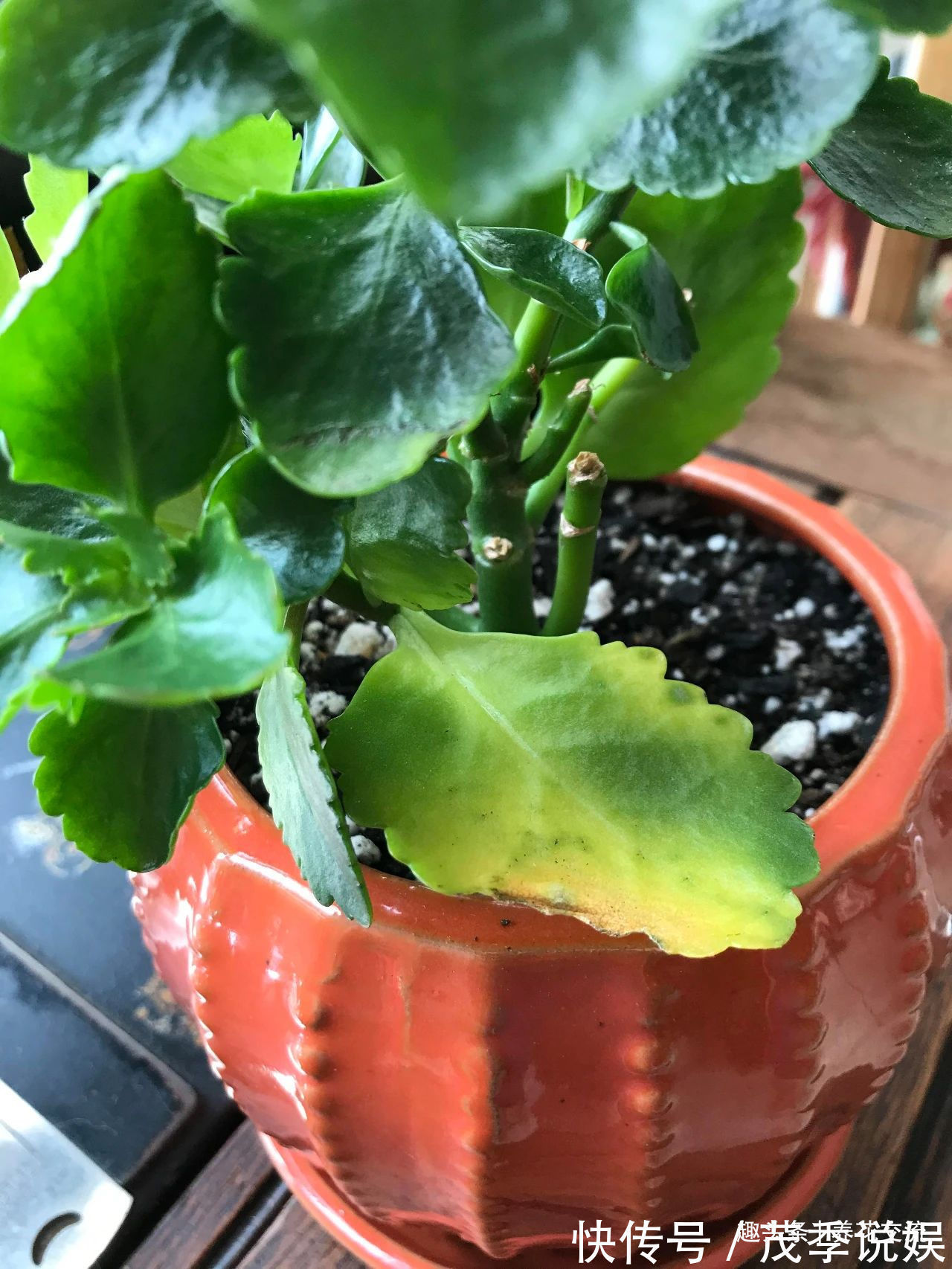 盆栽|室内盆栽长寿花开花指南,光照比肥料还重要,想要复花要学会修剪