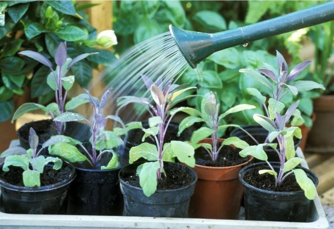 页面|磷酸二氢钾使用的8大误区,分享给爱养花的朋友