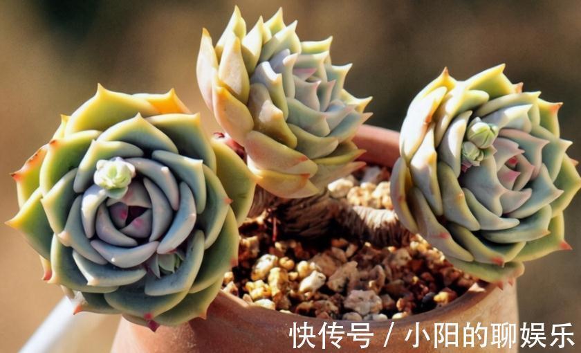 多肉侧芽少怎么办？试试这3种方法，操作简单，爆头效果好