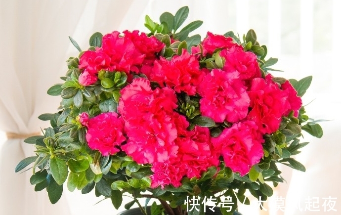 花开爆盆喜庆吉祥,新年新气象,好运连连