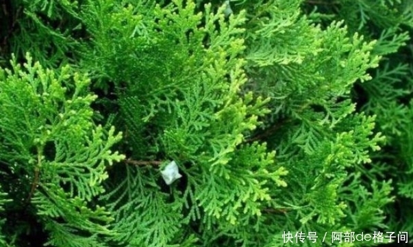 白发不要想着染黑,老中医推荐黑发秘籍,年岁70满头黑发