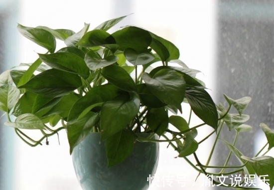 有害气体|这5种植物,放置在家中百利而无一害!