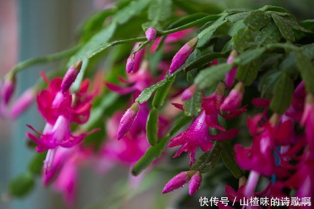 蟹爪兰新叶少很可能一件事没做好,赶紧补救还来得及!