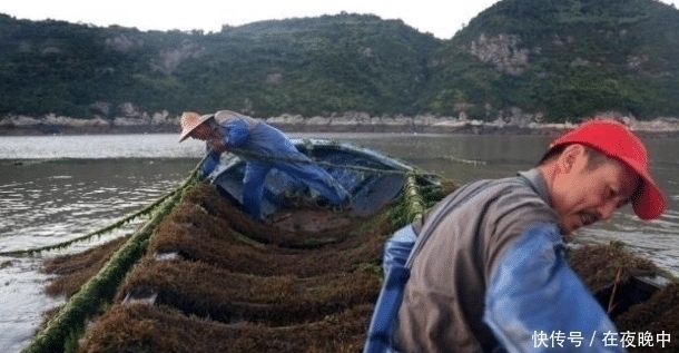 羊栖菜|日本人眼中的“长寿菜”,我国盛产却少有人吃,含钙量比牛奶都高