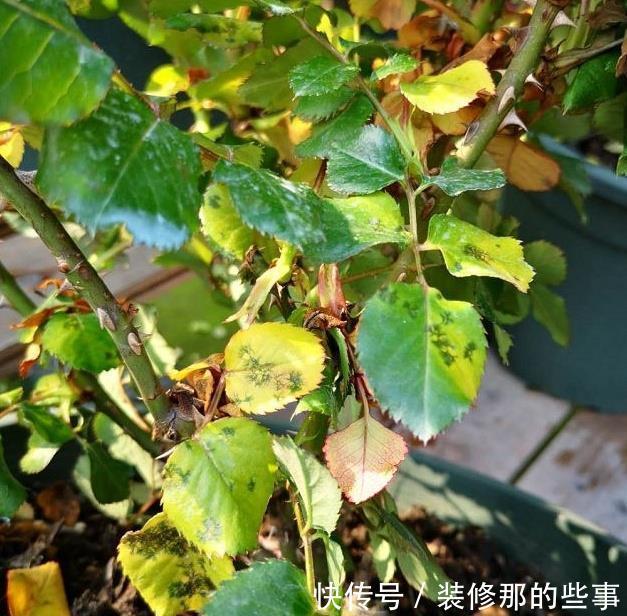 黄叶|月季大量黄叶，甚至变成了光杆，怎么办