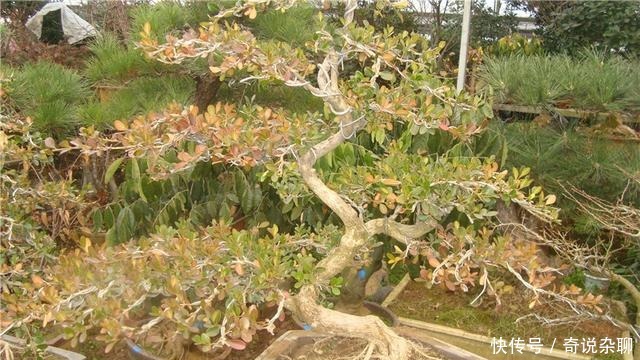 制作方法|黄杨盆景姿态优美是如何制作的?后期养护,盆景制作方法在这里