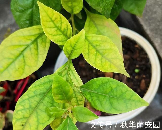 想要茉莉多开花,记住“十二字”口诀,一茬一茬开香花