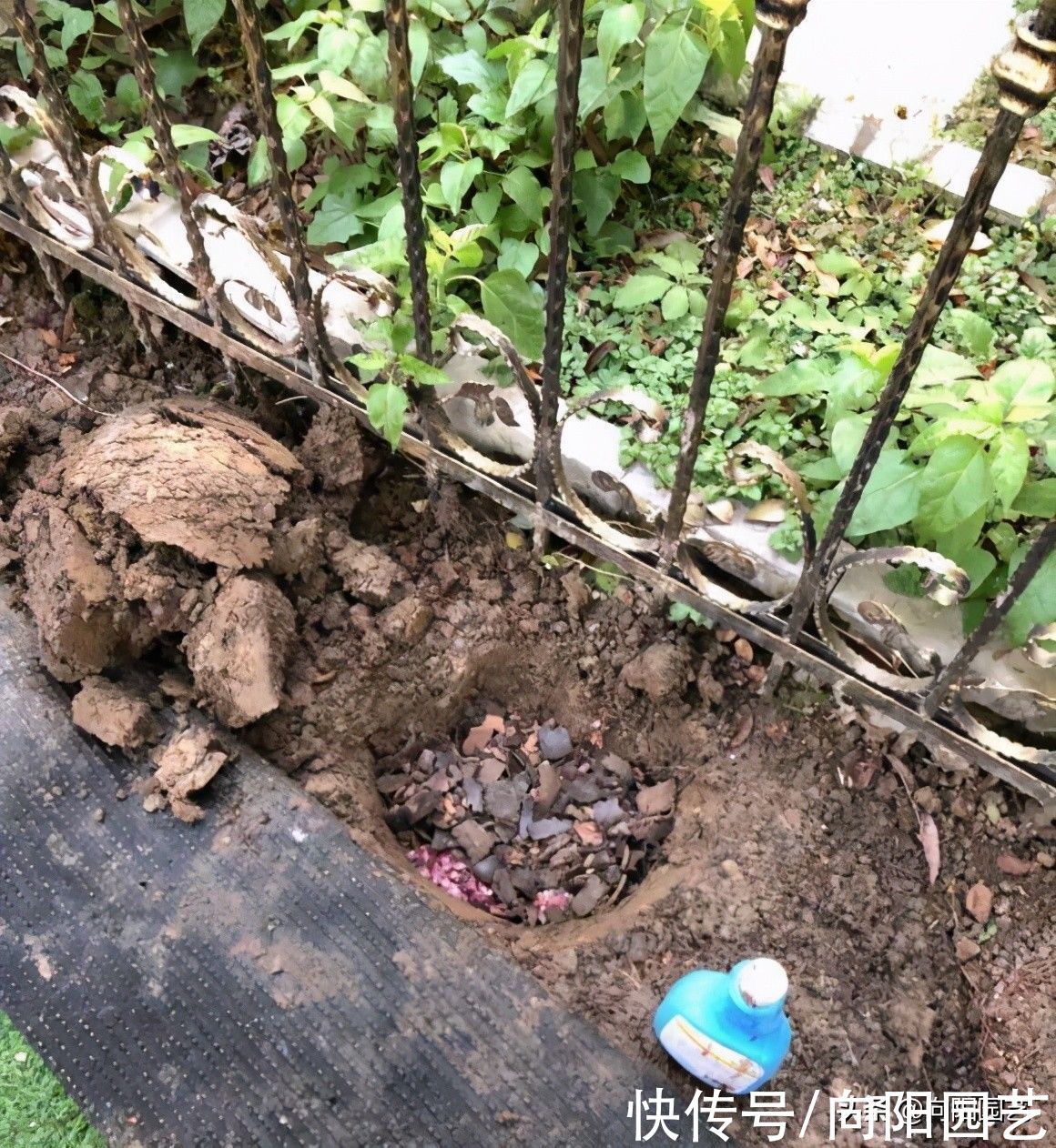 施肥|地栽的月季花，死鱼当成肥料，肥效十足，埋深点，不会有老鼠