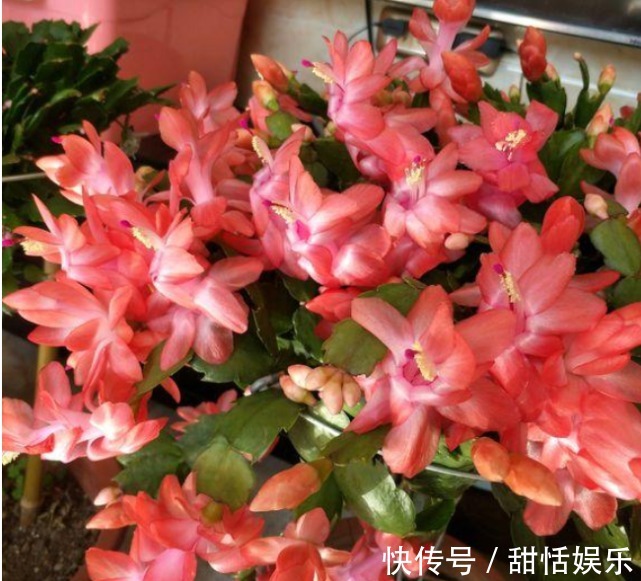 生长期|悄悄告诉你,养好“蟹爪兰”,离不开2种水,10天一次,花开满盆