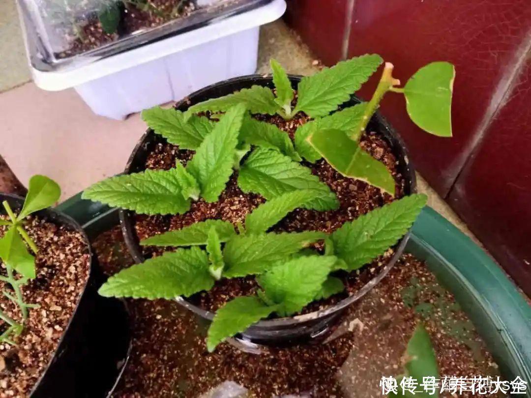 种花|10种花，现在扦插，下个月就开花