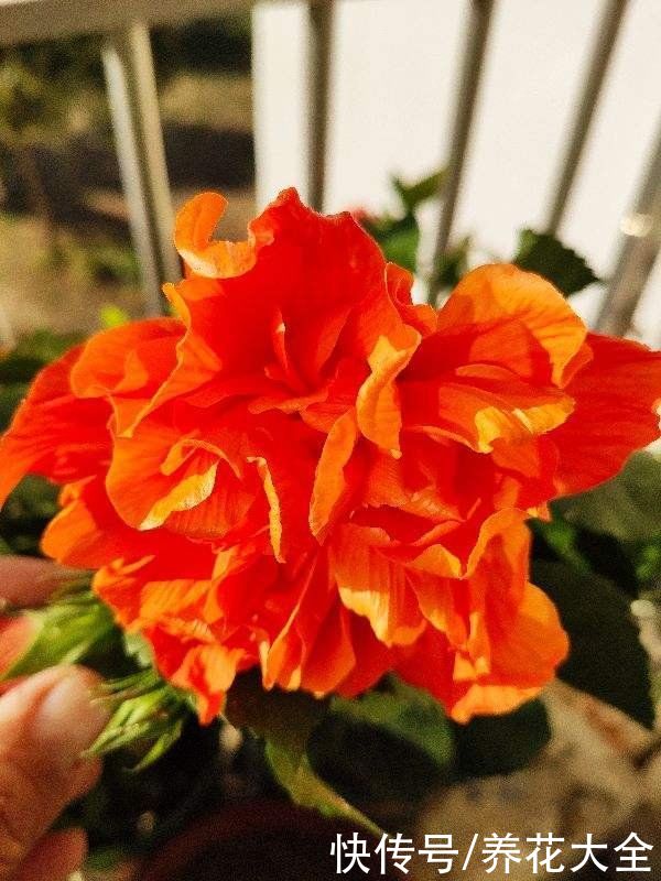 在家里养扶桑，只要温度合适，一年四季都能开花