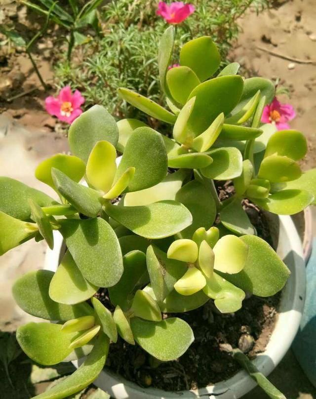 这花就得趁现在,剪完施肥,根长得手指粗