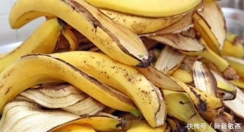 香蕉皮,养花界的“春泥”,简单处理就能护花,添营养、省钱