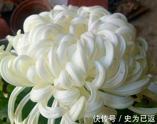 此花原本中国独有,漂亮不输牡丹,却被