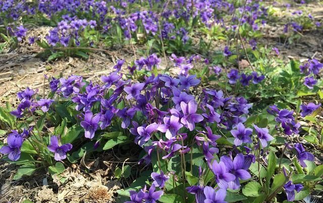 堇菜|人称“地黄瓜”,用来包饺子是极品,营养很高,春季错过太可惜