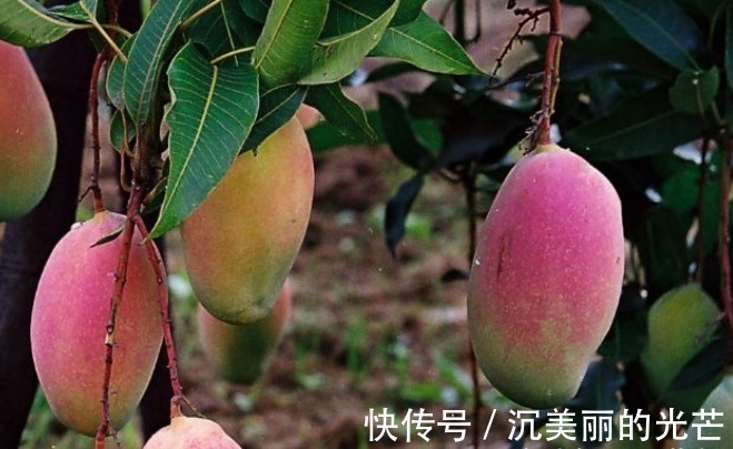 芒果|女性不想被喊黄脸婆,此水果三天吃一个,皱纹不见了,皮肤水嫩嫩