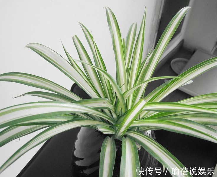 养殖|吊兰可是一个大家族,4个常见品种,能观叶能赏花!