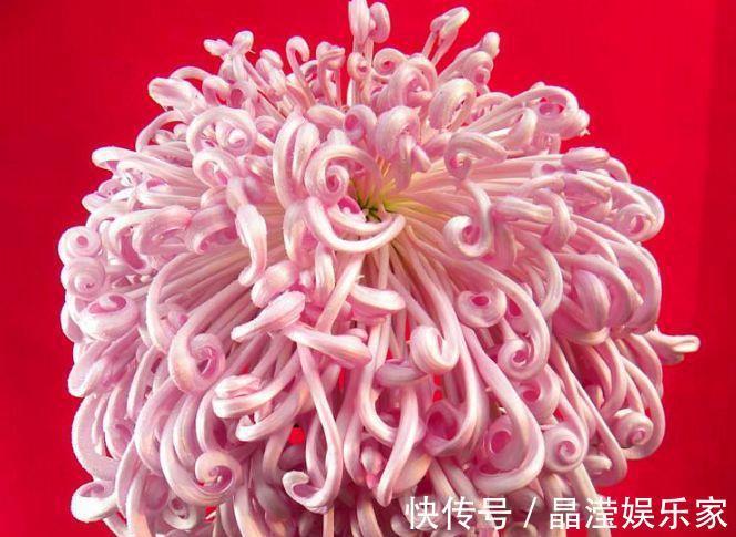 菊花展|喜欢菊花，不如养盆“菊中珍品”盘龙出海，是仙女舞裙，端庄典雅