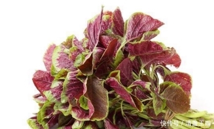 六月莧|農(nóng)村的這種夏季的野菜，你吃過(guò)嗎？六月當(dāng)雞蛋；七月金不換！