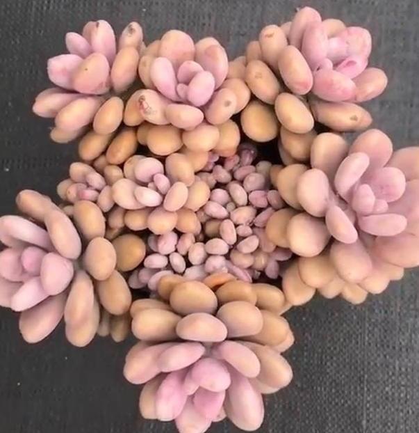 多肉养殖雷区多,植株容易长畸形该怎么办从3方面解决就够了