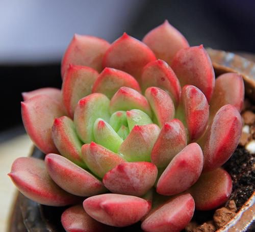  条件|别抱怨多肉难养了，养好多肉只需要一个条件