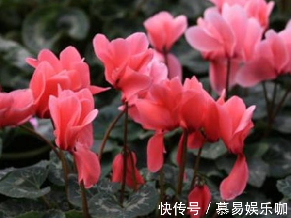 中国人过年讲究“喜”,家养4种富贵吉祥花,新年红红火火好运来