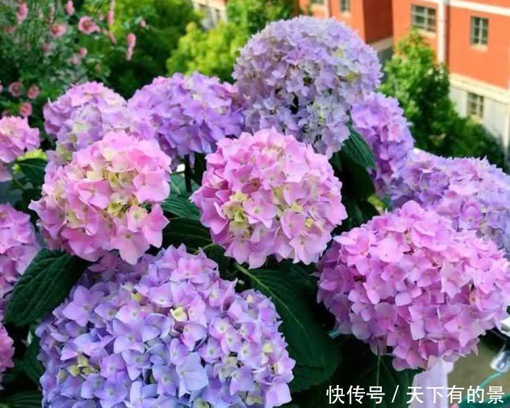 居家就养此款花卉,不闻不问,花开爆盆美如花,花团紧簇