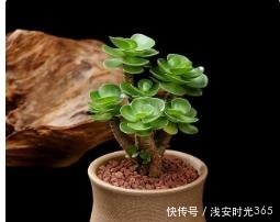 比香水还要香的6种花,栽在阳台上,满屋子都飘香,美极了!