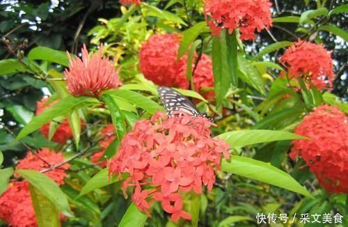 四季花开不停的龙船花,比绣球花好养,被人称作水绣球花