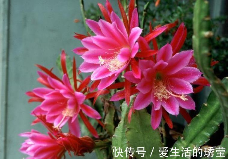 花友|适合家里养的4种花，全年开花不长虫