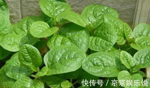 蟾蜍草|它是咽炎的“救星”，喝水时加一点，养咽护喉，一天比一天好