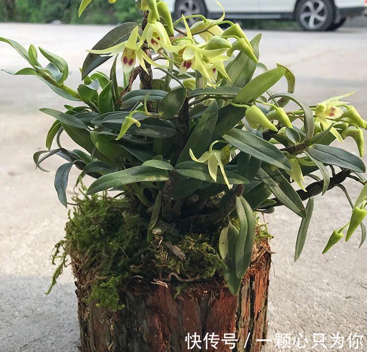 4种“杀菌花”，冬天养几盆，清香漂亮，空气清新，家里人少生病