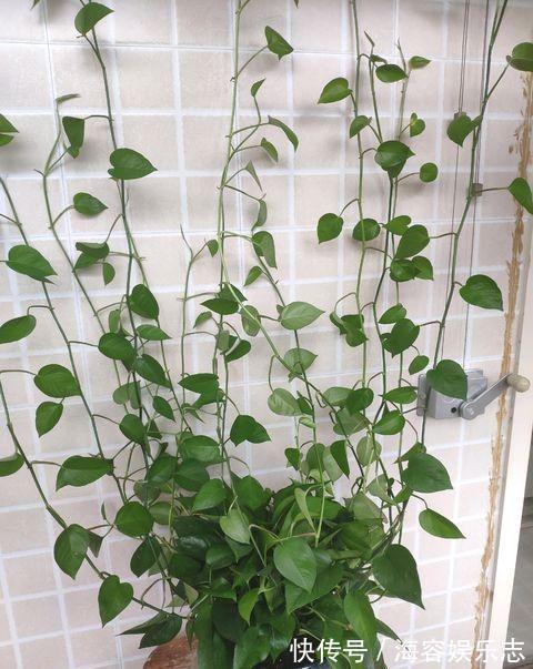 绿萝养不好,换个“浇水”方式,叶片绿的滴油,疯长不停